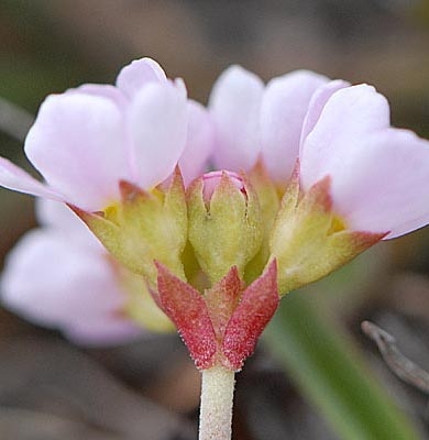 Pflanzenbild gross Fleischroter Mannsschild - Androsace puberula