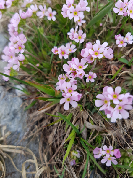Pflanzenbild gross Fleischroter Mannsschild - Androsace puberula