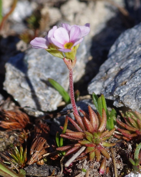 Pflanzenbild gross Fleischroter Mannsschild - Androsace puberula