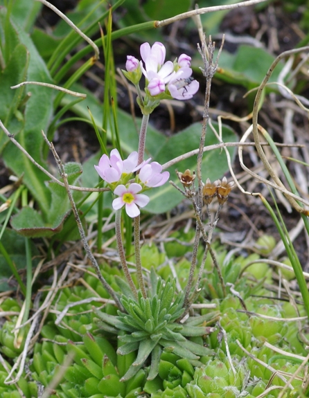 Pflanzenbild gross Fleischroter Mannsschild - Androsace puberula