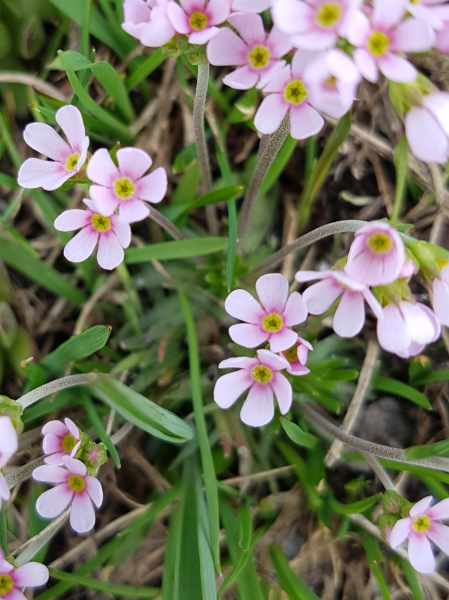 Pflanzenbild gross Fleischroter Mannsschild - Androsace puberula