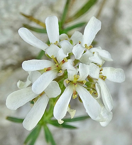 Pflanzenbild gross Felsen-Bauernsenf - Iberis saxatilis