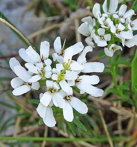 Pflanzenbild gross Felsen-Bauernsenf - Iberis saxatilis