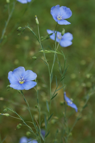 Pflanzenbild gross Alpen-Lein - Linum alpinum