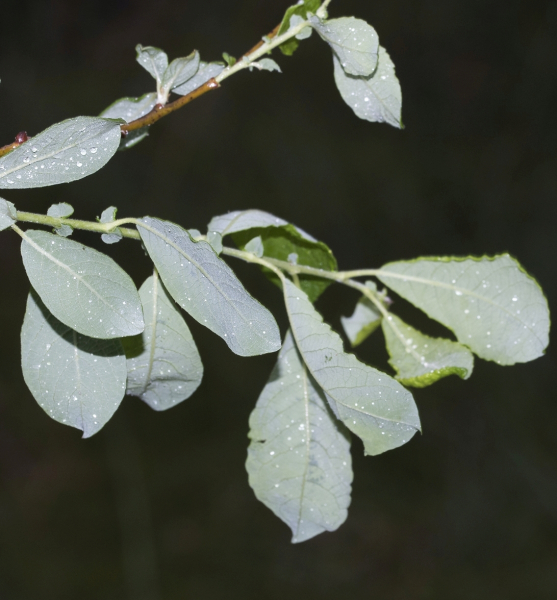 Pflanzenbild gross Ohr-Weide - Salix aurita