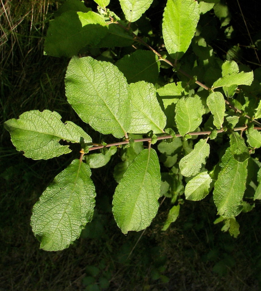 Pflanzenbild gross Ohr-Weide - Salix aurita