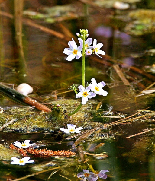 Pflanzenbild gross Wasserfeder - Hottonia palustris