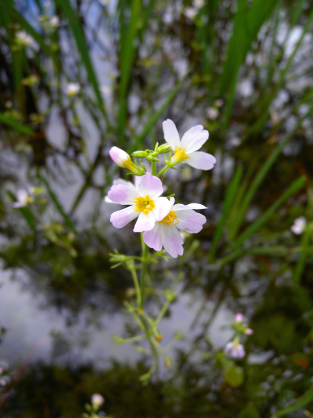 Pflanzenbild gross Wasserfeder - Hottonia palustris