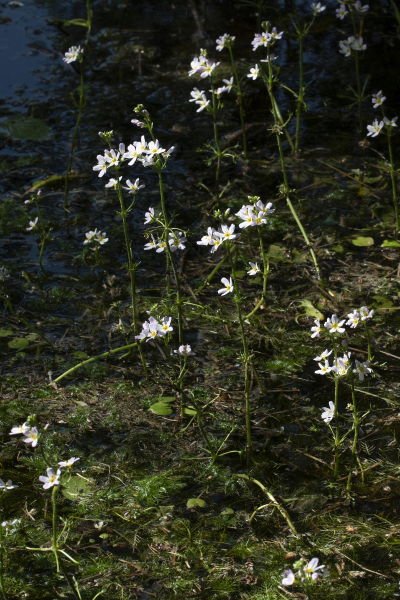 Pflanzenbild gross Wasserfeder - Hottonia palustris