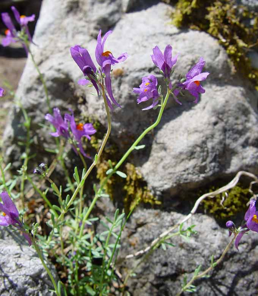 Pflanzenbild gross Jura-Leinkraut - Linaria alpina subsp. petraea