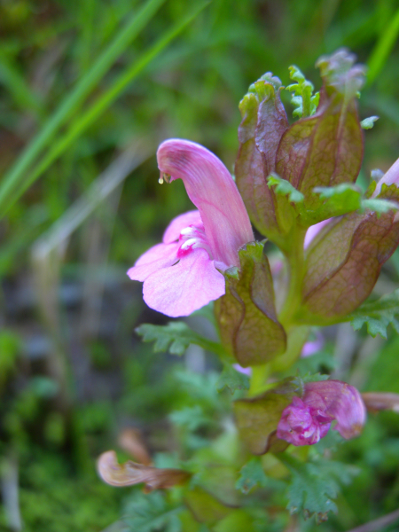Pflanzenbild gross Waldmoor-Läusekraut - Pedicularis sylvatica