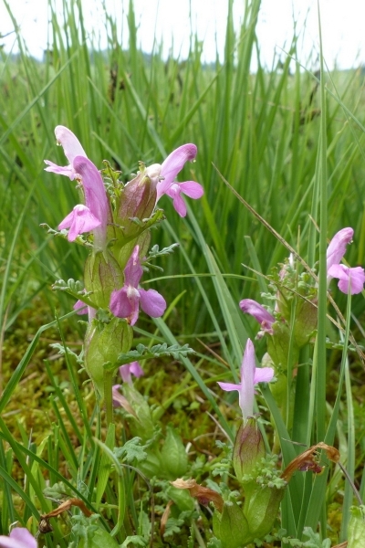 Pflanzenbild gross Waldmoor-Läusekraut - Pedicularis sylvatica