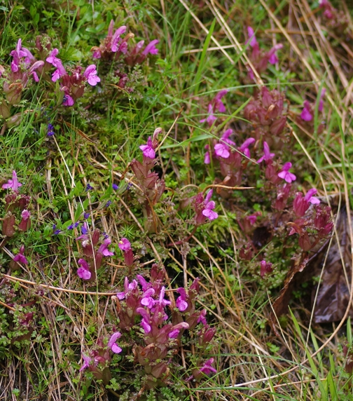 Pflanzenbild gross Waldmoor-Läusekraut - Pedicularis sylvatica