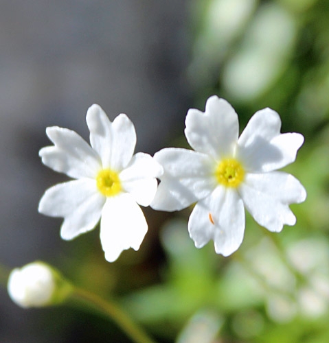 Pflanzenbild gross Milchweisser Mannsschild - Androsace lactea
