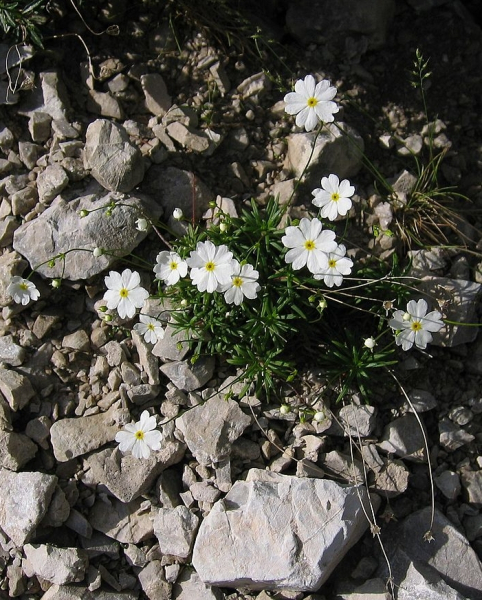 Pflanzenbild gross Milchweisser Mannsschild - Androsace lactea