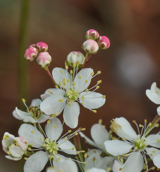 Pflanzenbild gross Knolliger Geissbart - Filipendula vulgaris