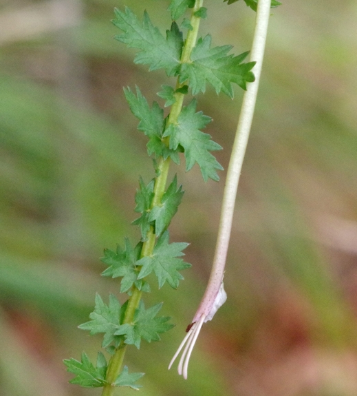 Pflanzenbild gross Knolliger Geissbart - Filipendula vulgaris