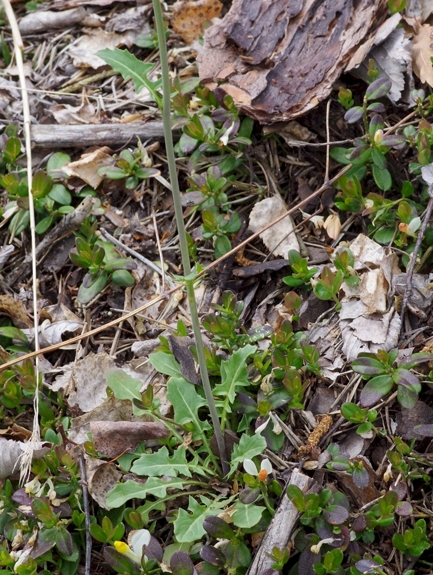 Pflanzenbild gross Österreicher Rauke - Sisymbrium austriacum
