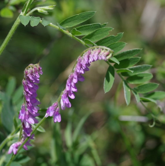 Pflanzenbild gross Graue Vogel-Wicke - Vicia cracca subsp. incana