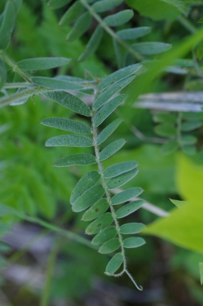 Pflanzenbild gross Graue Vogel-Wicke - Vicia cracca subsp. incana