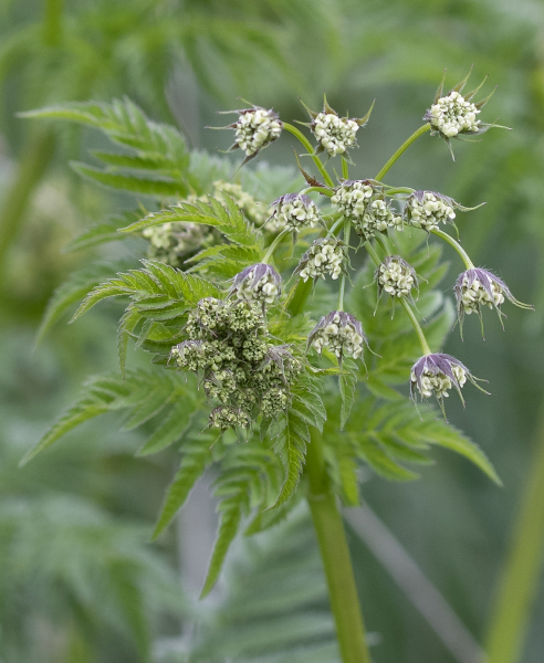 Pflanzenbild gross Gelbfrüchtiger Kälberkropf - Chaerophyllum aureum