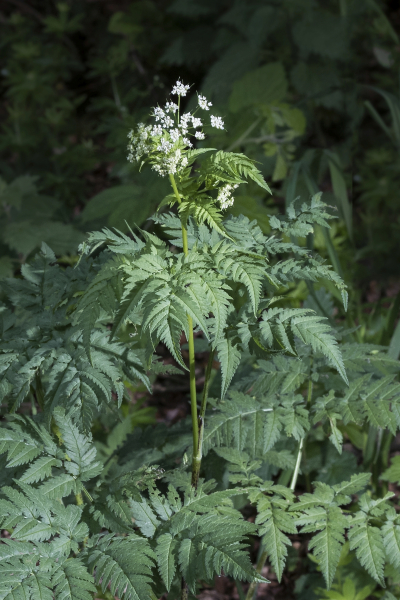 Pflanzenbild gross Gelbfrüchtiger Kälberkropf - Chaerophyllum aureum