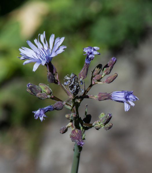 Pflanzenbild gross Plumiers Milchlattich - Cicerbita plumieri