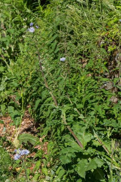 Pflanzenbild gross Plumiers Milchlattich - Cicerbita plumieri