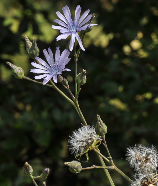 Pflanzenbild gross Plumiers Milchlattich - Cicerbita plumieri