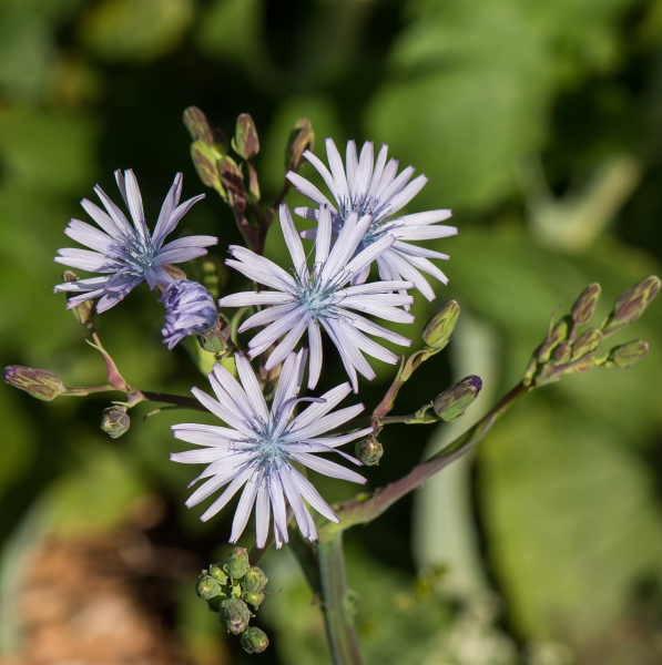 Pflanzenbild gross Plumiers Milchlattich - Cicerbita plumieri