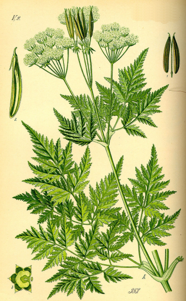 Pflanzenbild gross Süssdolde - Myrrhis odorata