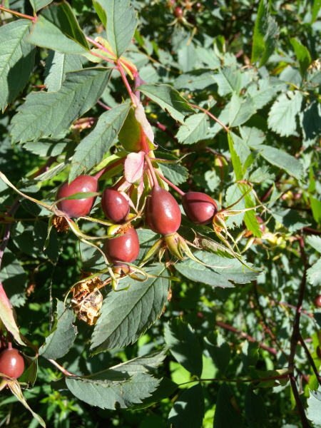 Pflanzenbild gross Bereifte Rose - Rosa glauca