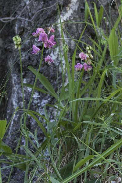 Pflanzenbild gross Verschiedenblättrige Platterbse - Lathyrus heterophyllus