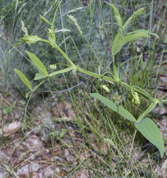 Pflanzenbild gross Verschiedenblättrige Platterbse - Lathyrus heterophyllus