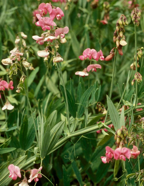 Pflanzenbild gross Verschiedenblättrige Platterbse - Lathyrus heterophyllus