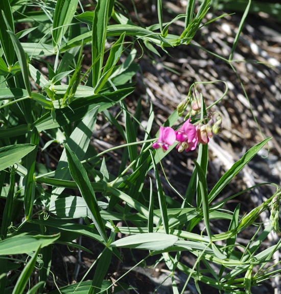 Pflanzenbild gross Verschiedenblättrige Platterbse - Lathyrus heterophyllus