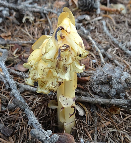 Pflanzenbild gross Fichtenspargel - Monotropa hypopitys aggr.