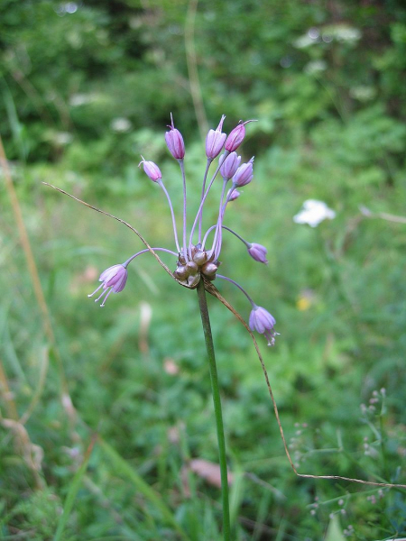 Pflanzenbild gross Gewöhnlicher Gekielter Lauch - Allium carinatum subsp. carinatum