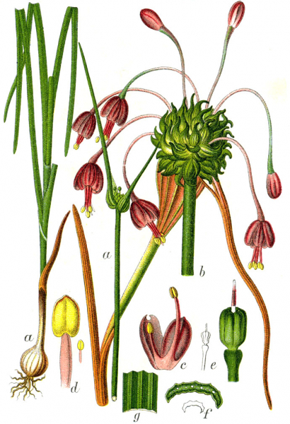 Pflanzenbild gross Gewöhnlicher Gekielter Lauch - Allium carinatum subsp. carinatum
