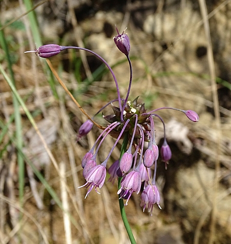 Pflanzenbild gross Gewöhnlicher Gekielter Lauch - Allium carinatum subsp. carinatum