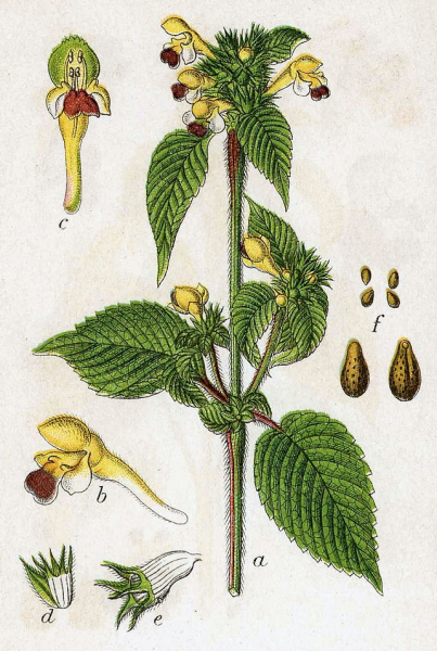 Pflanzenbild gross Bunter Hohlzahn - Galeopsis speciosa