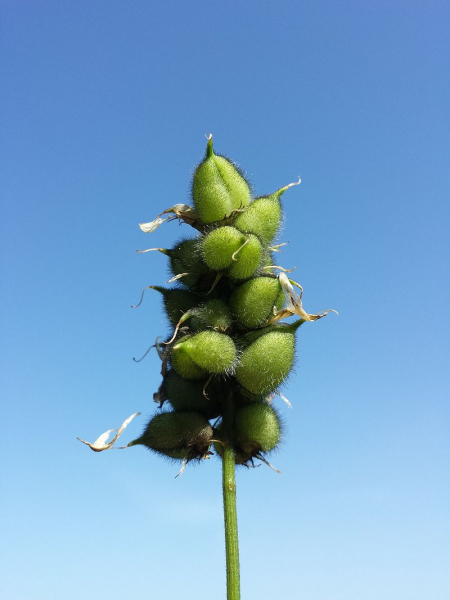 Pflanzenbild gross Kichererbsen-Tragant - Astragalus cicer