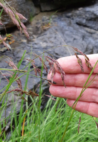 Pflanzenbild gross Schöner Schwingel - Festuca pulchella