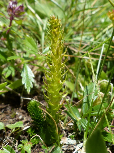 Pflanzenbild gross Dorniger Moosfarn - Selaginella selaginoides