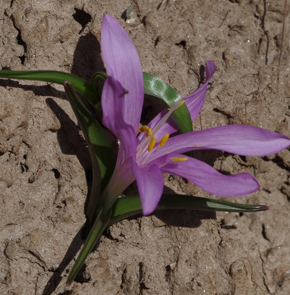 Pflanzenbild gross Lichtblume - Bulbocodium vernum