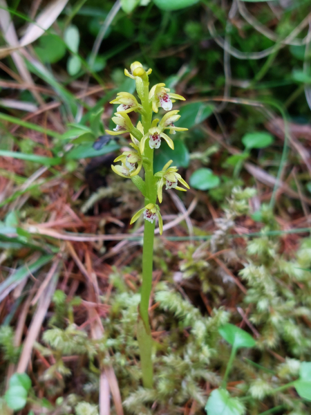 Pflanzenbild gross Korallenwurz - Corallorhiza trifida