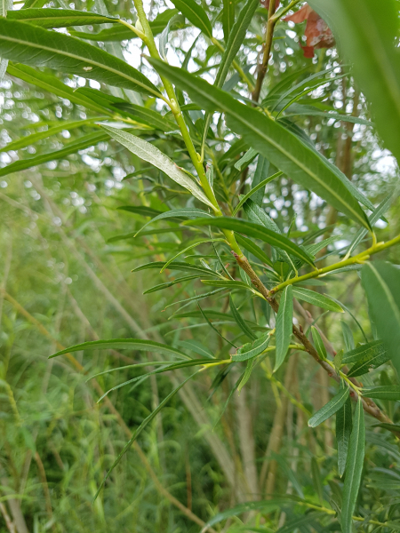 Pflanzenbild gross Korb-Weide - Salix viminalis