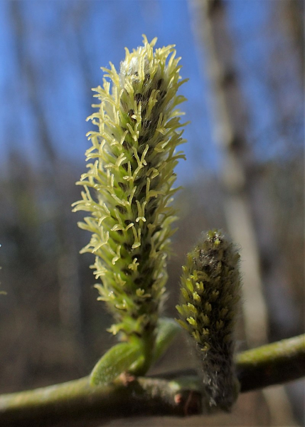 Pflanzenbild gross Korb-Weide - Salix viminalis
