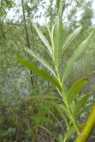 Pflanzenbild gross Korb-Weide - Salix viminalis