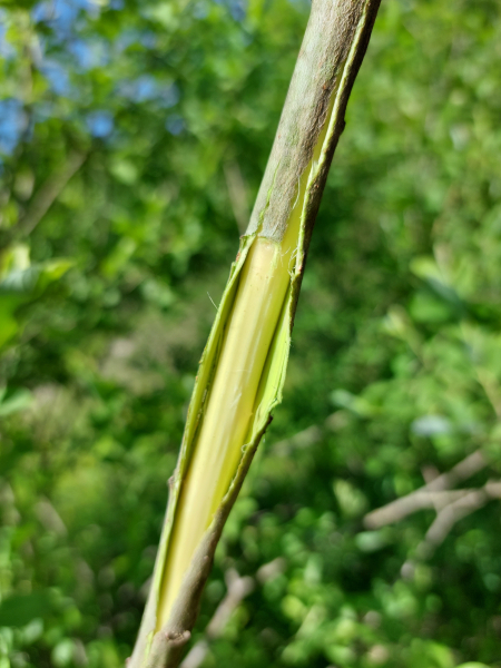 Pflanzenbild gross Grau-Weide - Salix cinerea